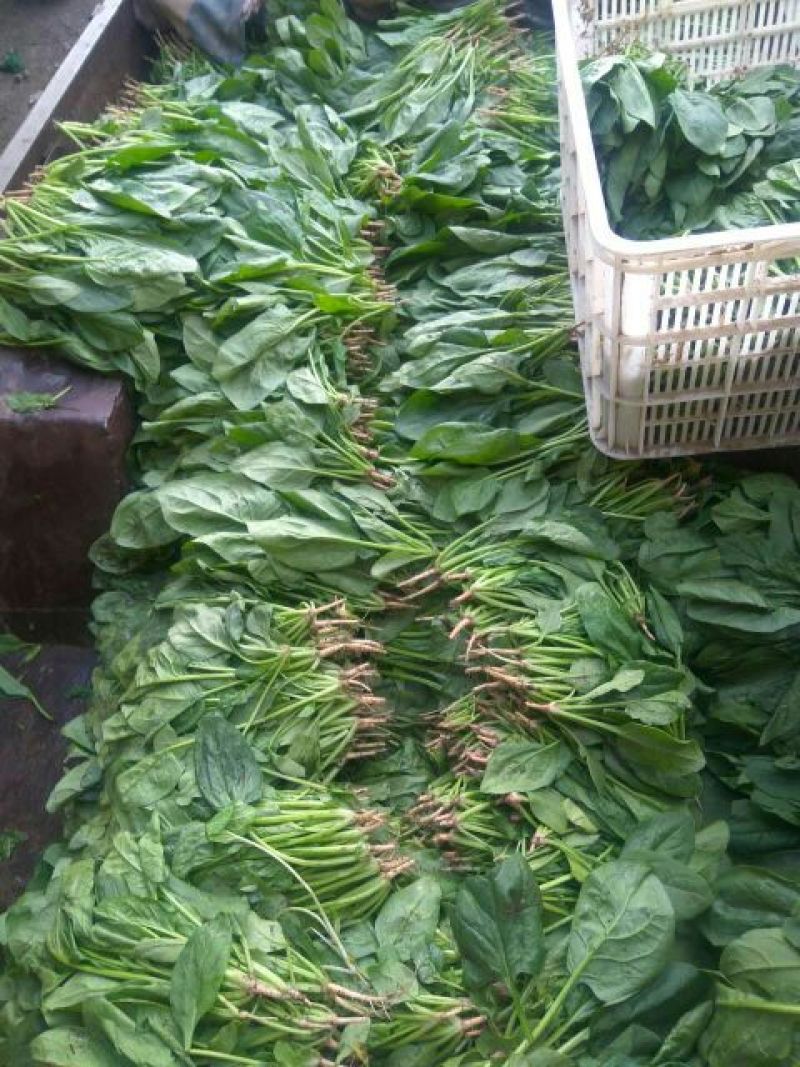 小叶菠菜20~25厘米