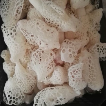 鲜竹荪一级