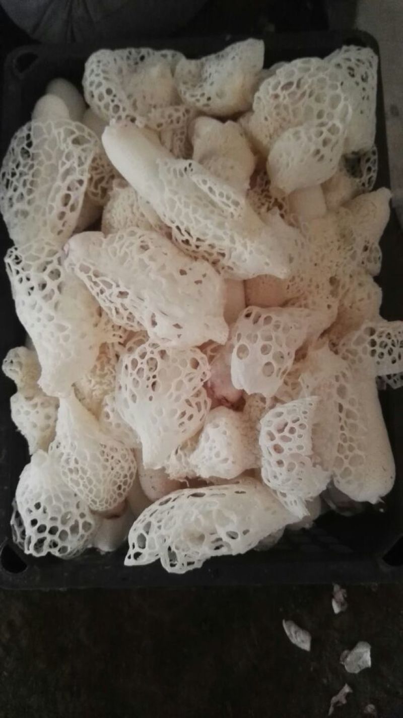 鲜竹荪一级