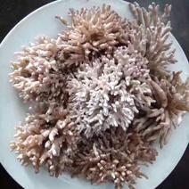 珊瑚菌长朵