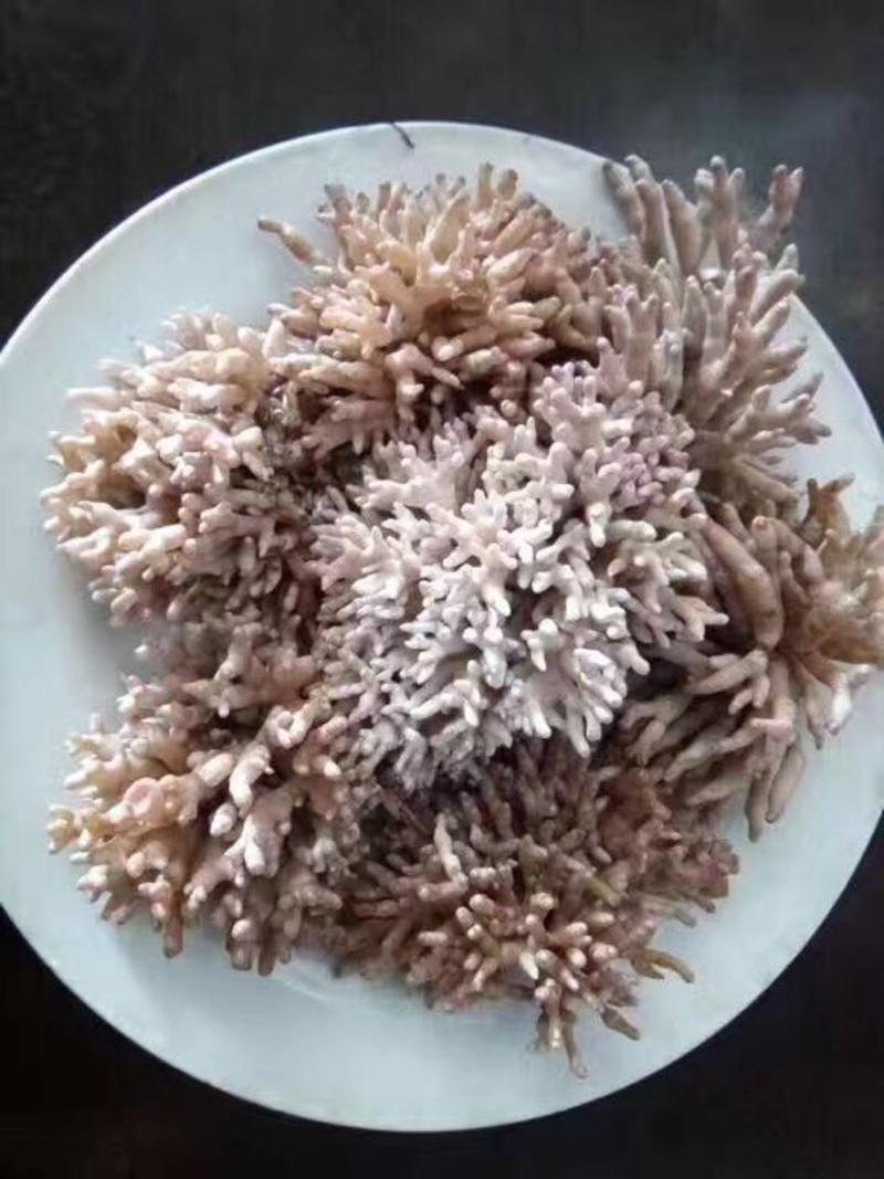 珊瑚菌长朵包邮
