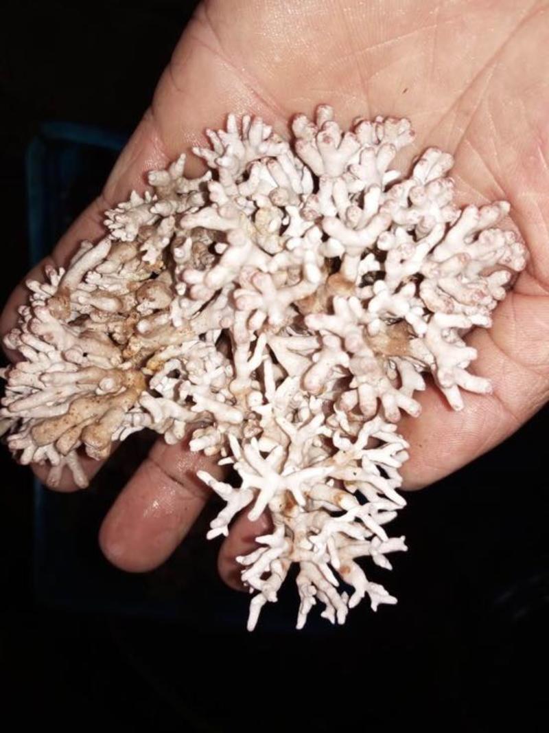 珊瑚菌长朵包邮