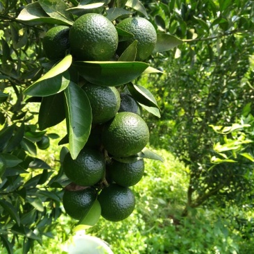 柑普茶特级