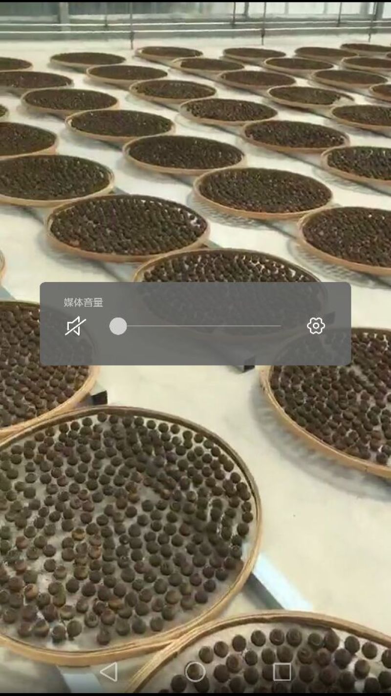 柑普茶特级