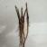 油牡丹苗10cm以下