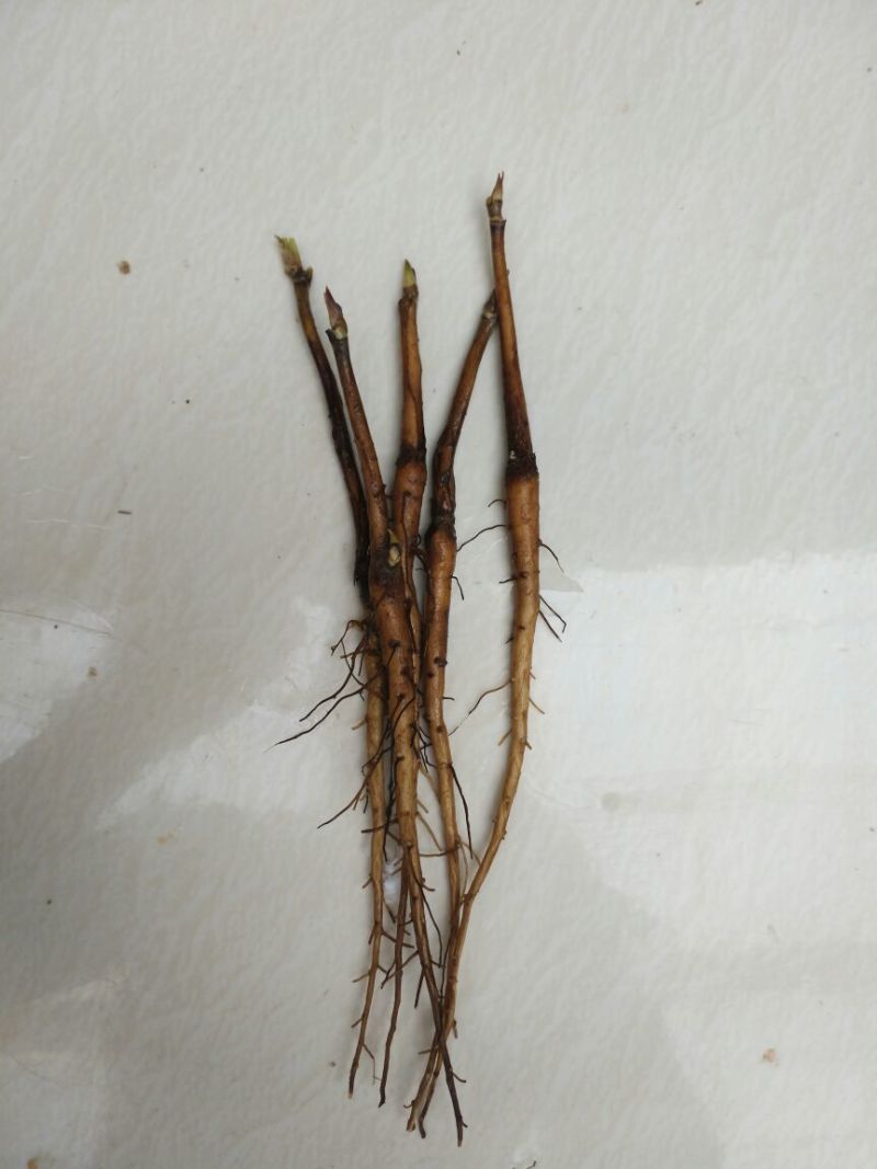 油牡丹苗10cm以下