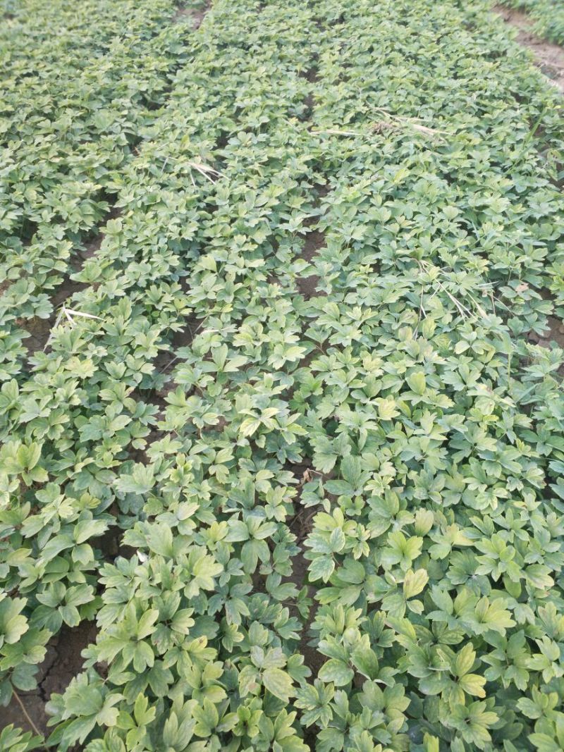 油牡丹苗10cm以下