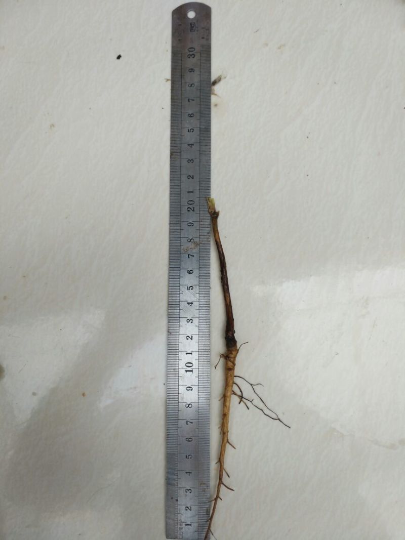 油牡丹苗10cm以下