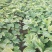 油牡丹苗10cm以下