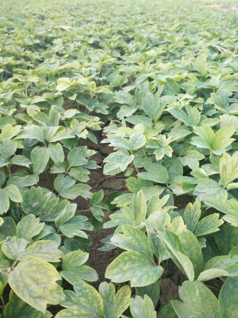 油牡丹苗10cm以下