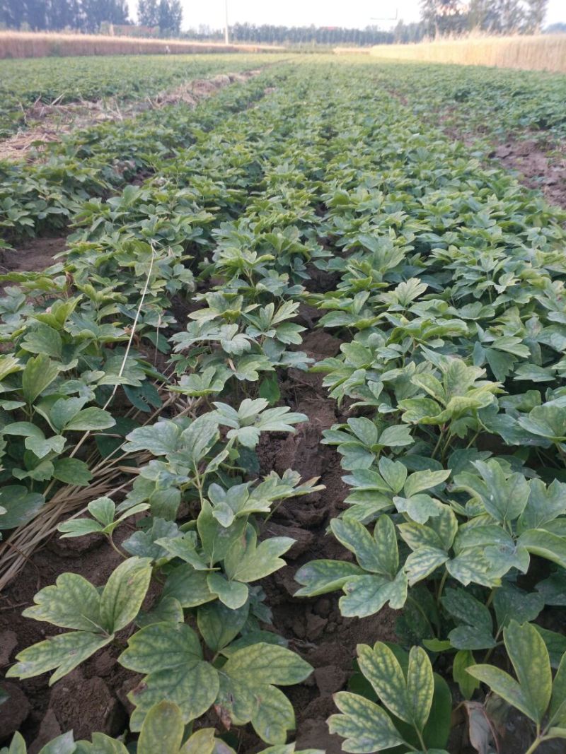油牡丹苗10cm以下