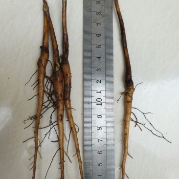 油牡丹苗10cm以下