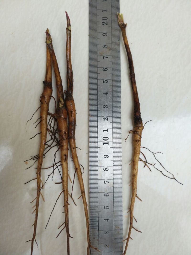 油牡丹苗10cm以下