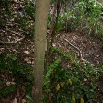 香樟6~12cm4~6cm2.5~3米