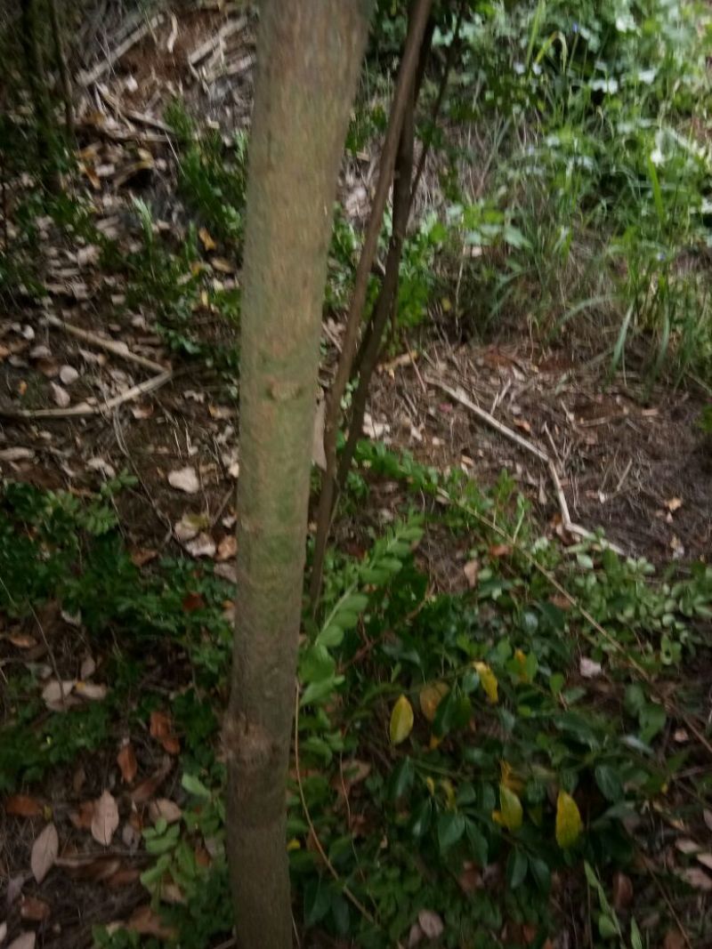 香樟6~12cm4~6cm2.5~3米