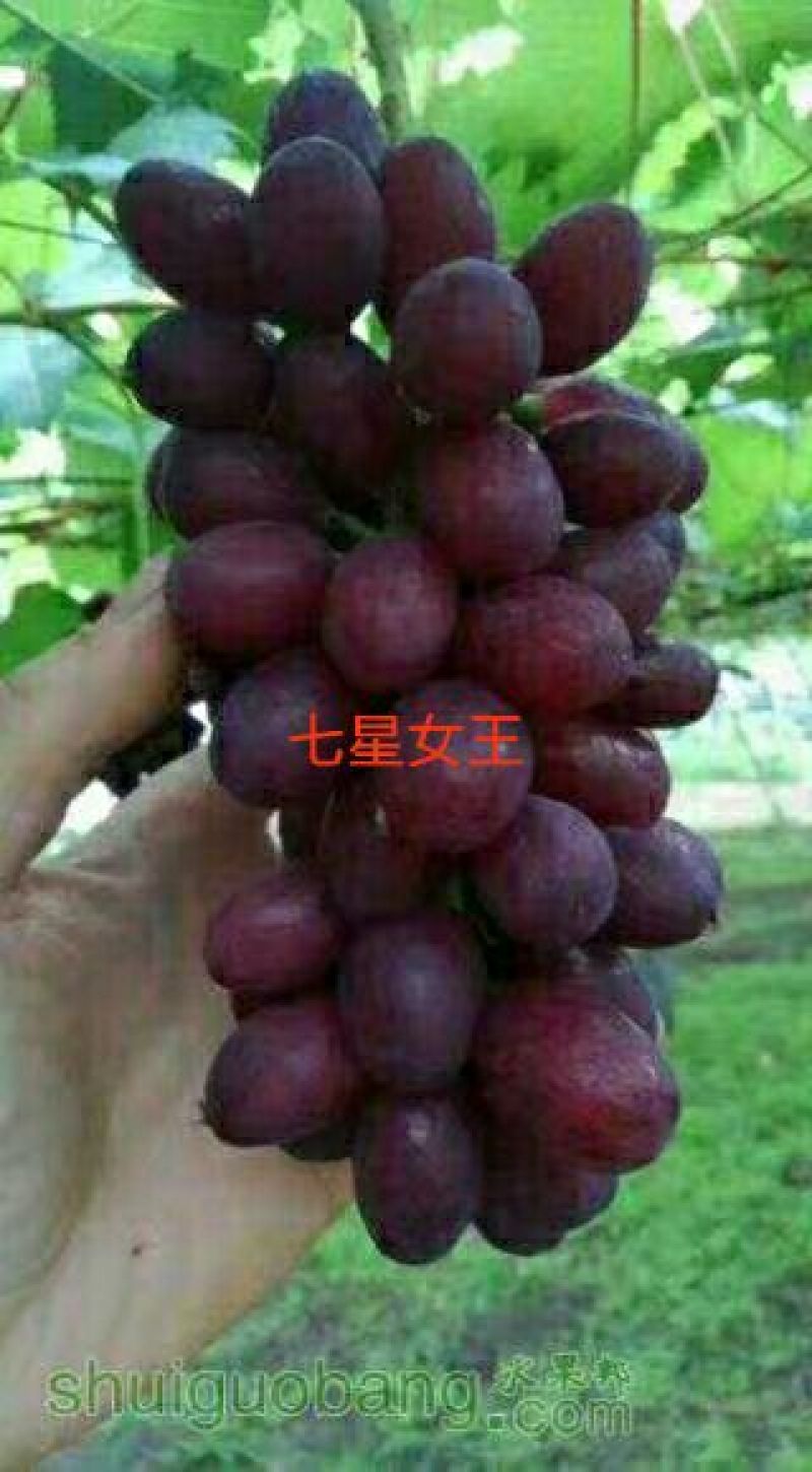 葡萄苗30~50cm1年
