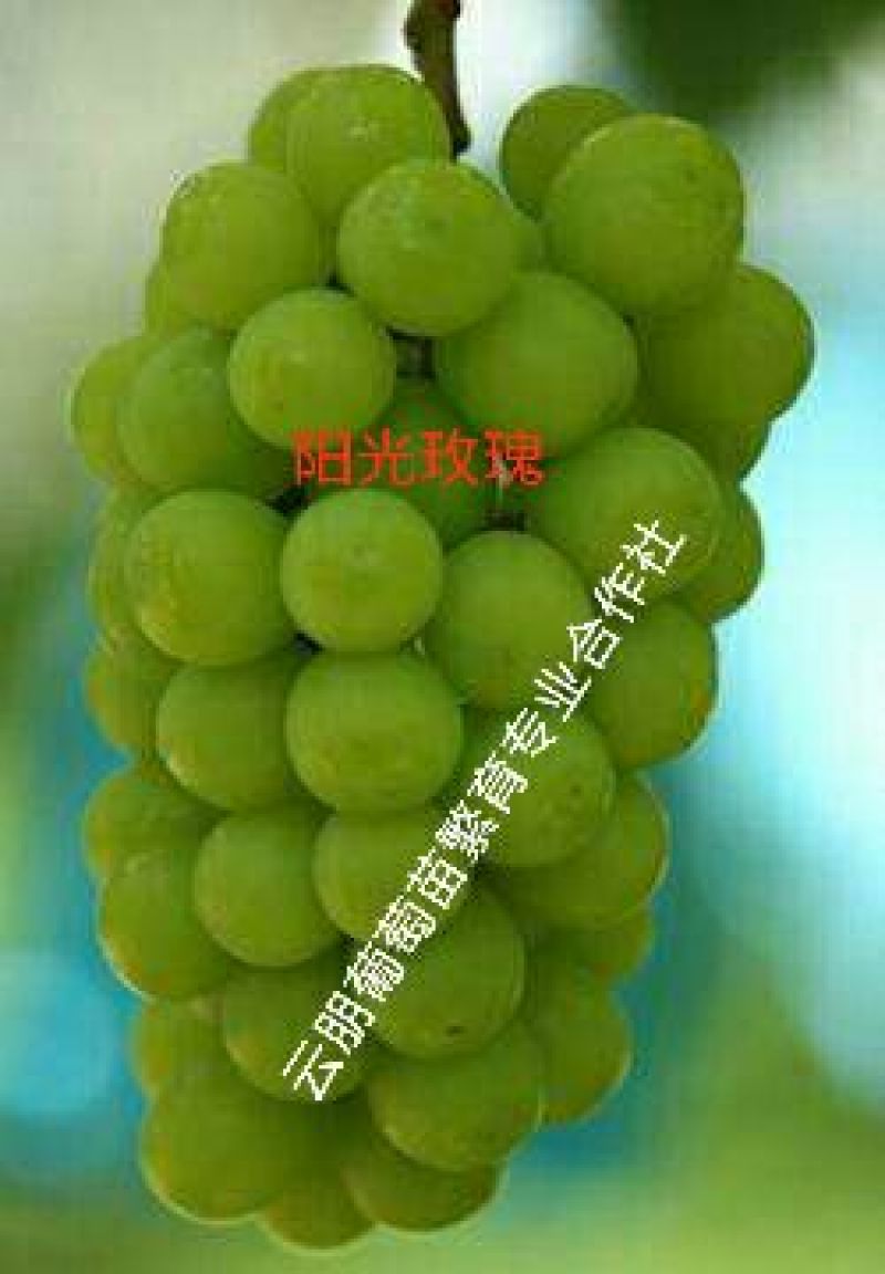 葡萄苗30~50cm1年