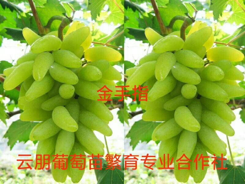 葡萄苗30~50cm1年