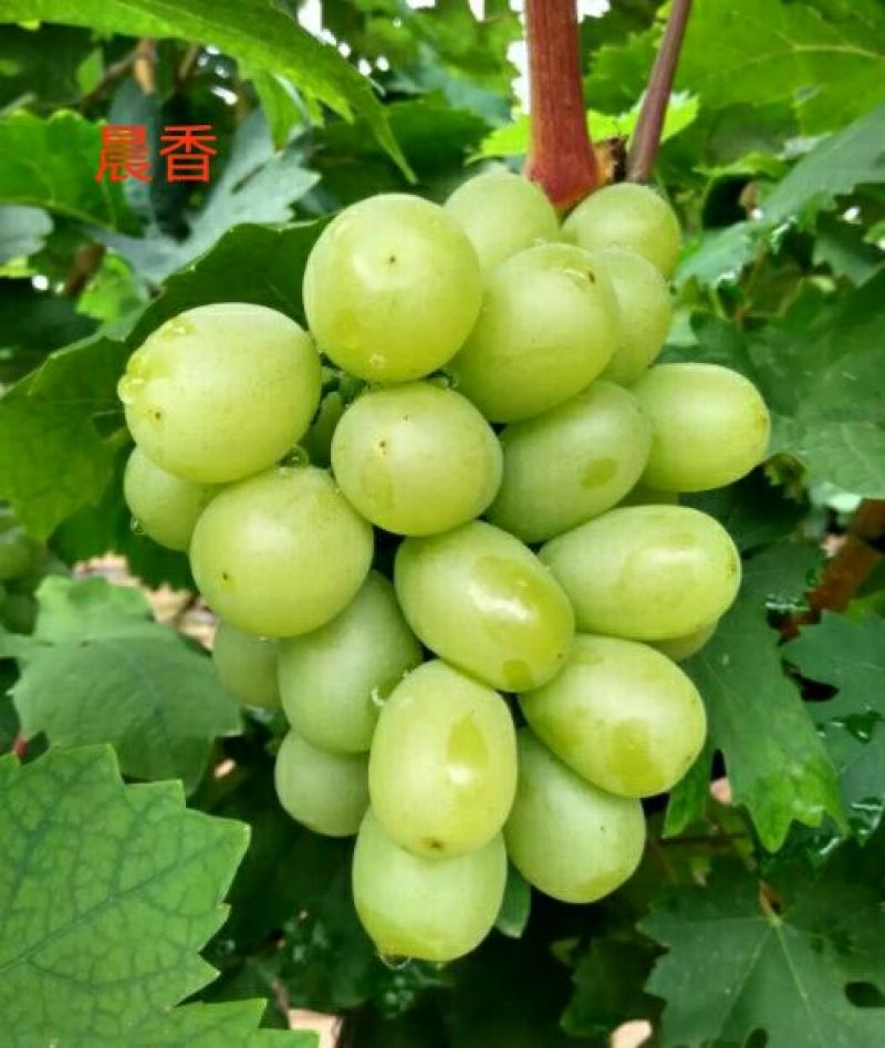 葡萄苗30~50cm1年