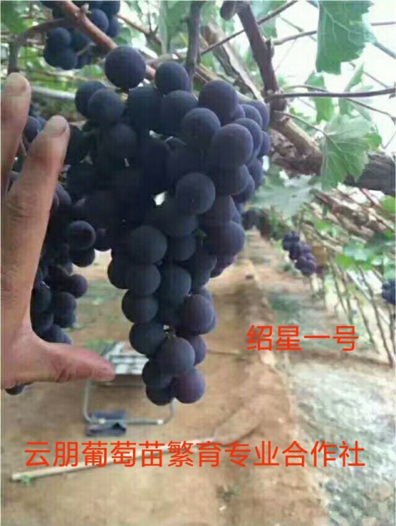 葡萄苗30~50cm1年