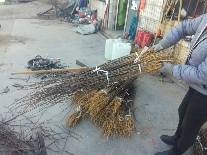 花椒苗大红袍花椒苗
