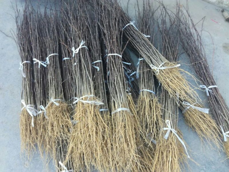 花椒苗大红袍花椒苗