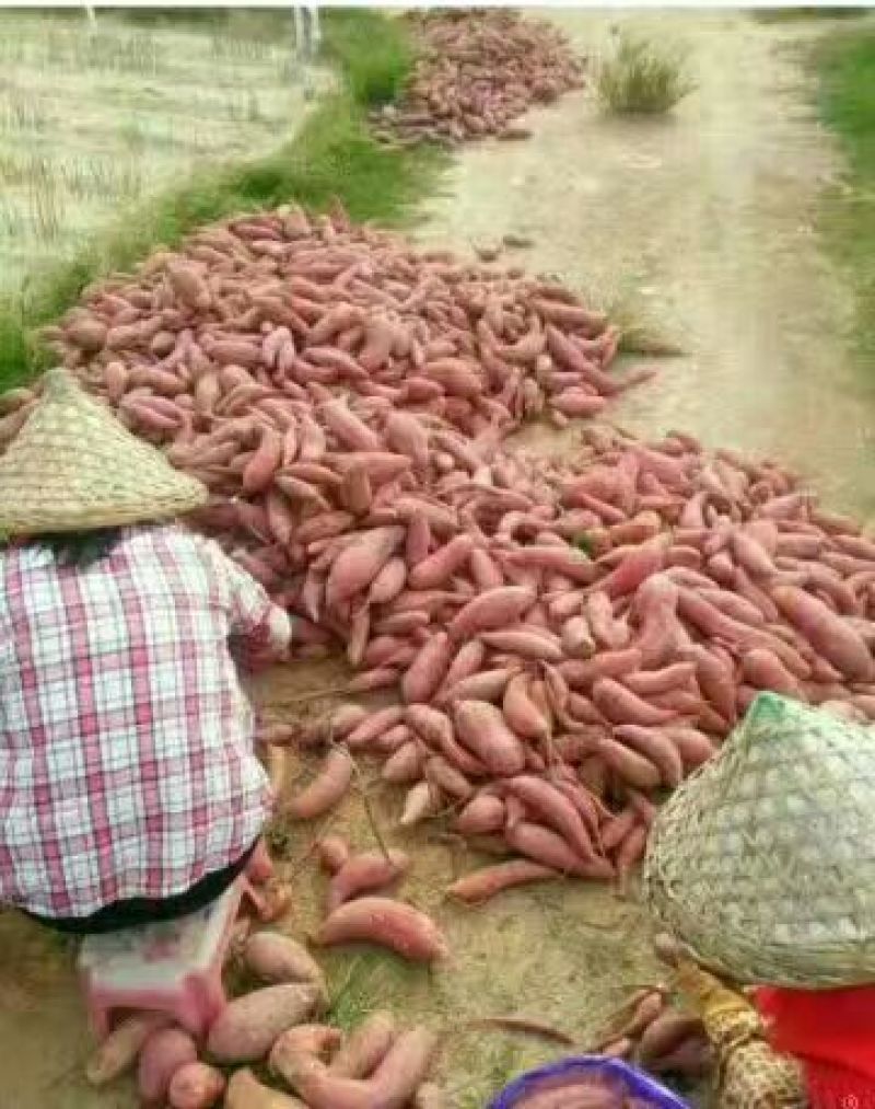 六鳌红心红薯2两以上红心