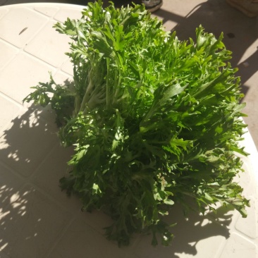 苦菊20~25cm