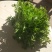 苦菊20~25cm