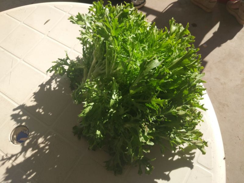 苦菊20~25cm