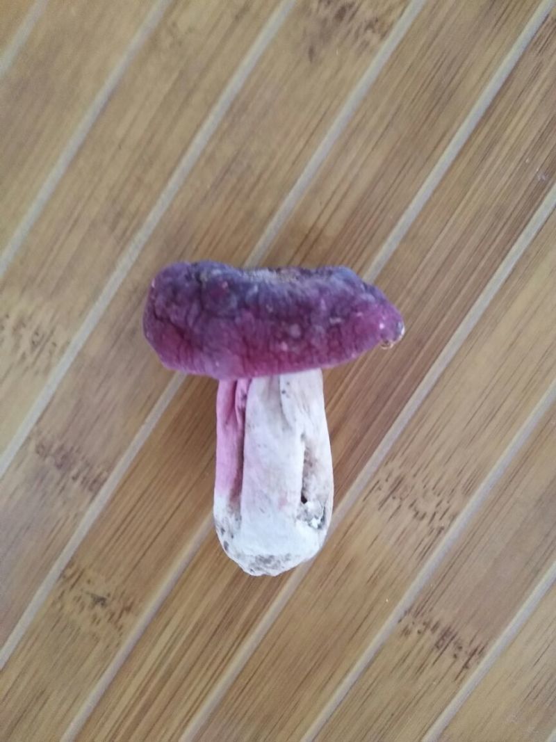 红菇3―5cm中菇未开伞