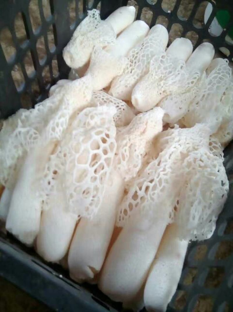 干竹荪一级