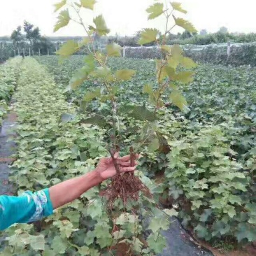 葡萄树苗蓝宝石葡萄苗葡萄南方北方种植盆栽地栽庭院爬藤当年