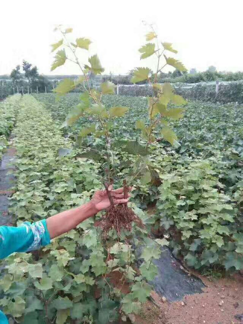 葡萄树苗蓝宝石葡萄苗葡萄南方北方种植盆栽地栽庭院爬藤当年