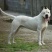杜高犬母