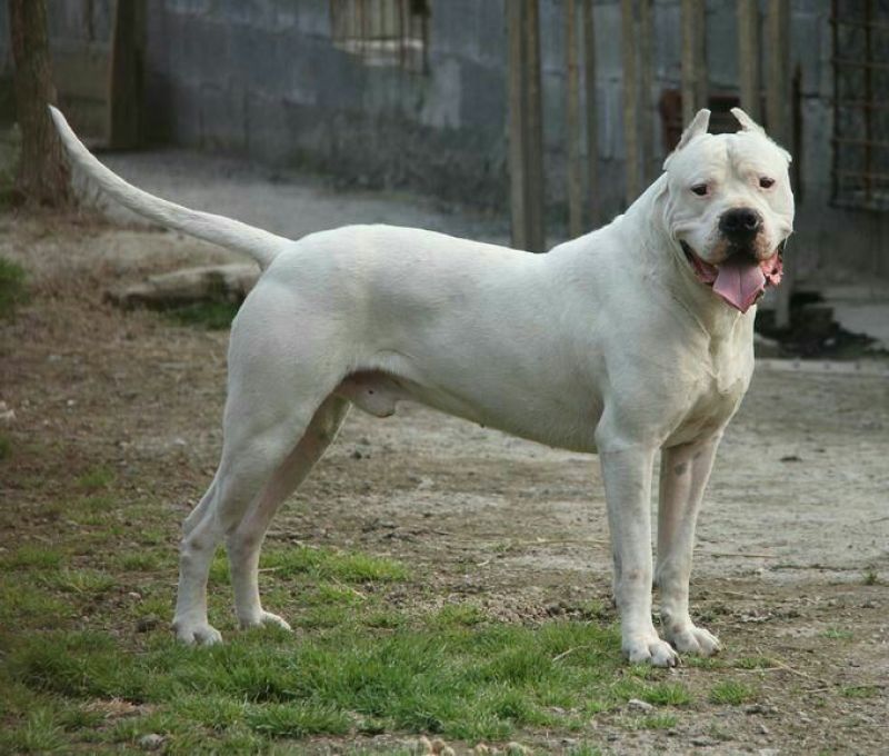 杜高犬母