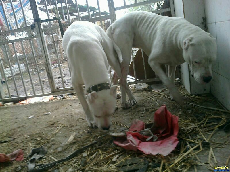 杜高犬母