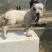 杜高犬母