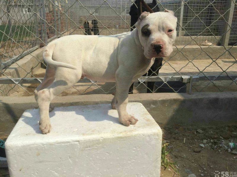杜高犬母