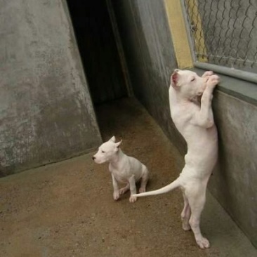 杜高犬母