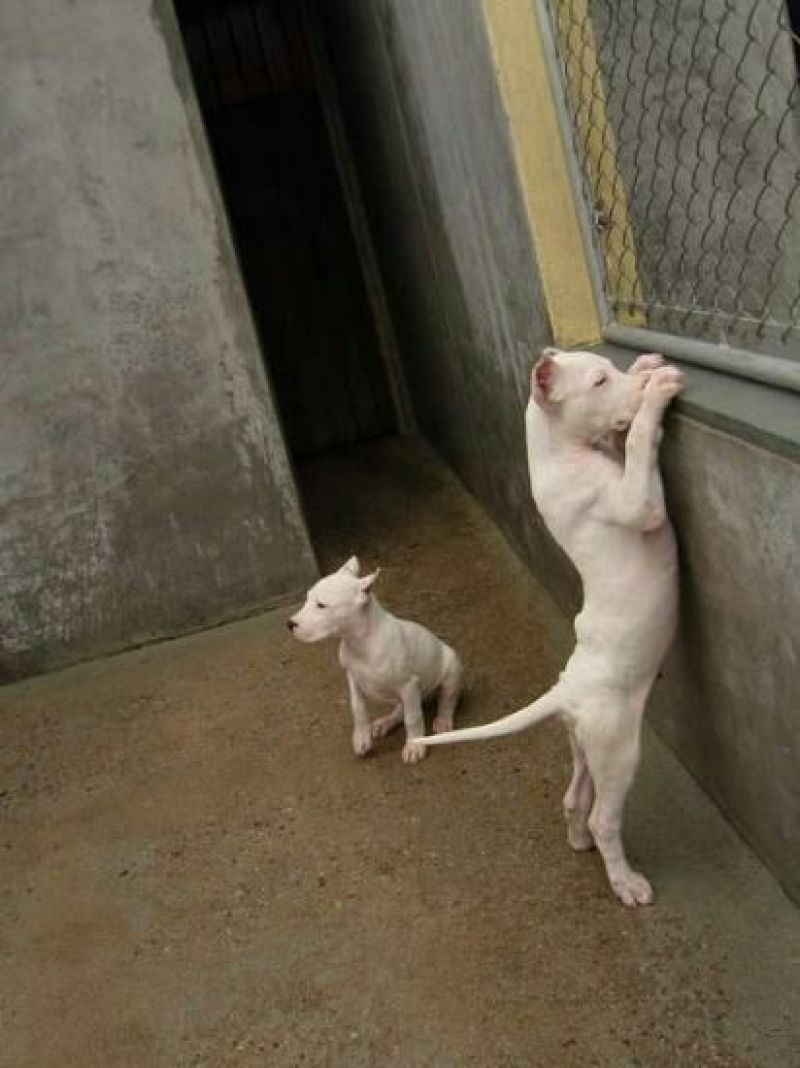 杜高犬母