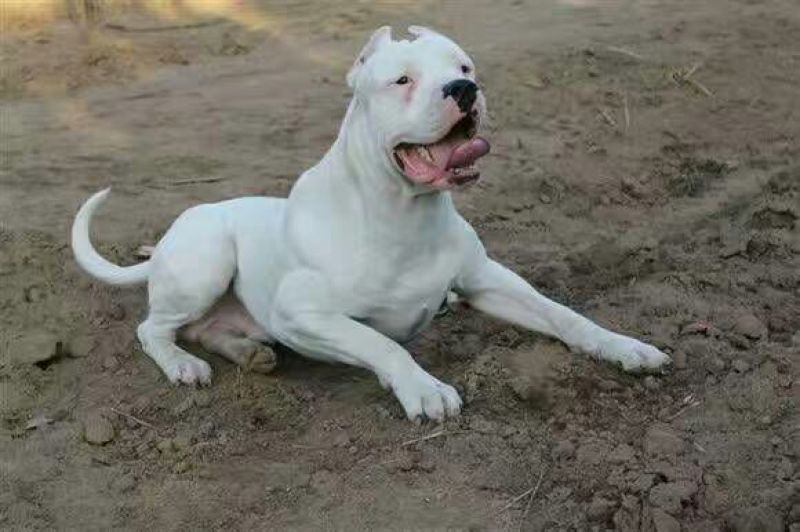 杜高犬母