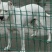 杜高犬母