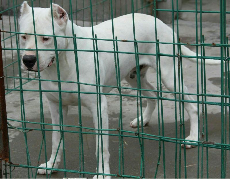 杜高犬母