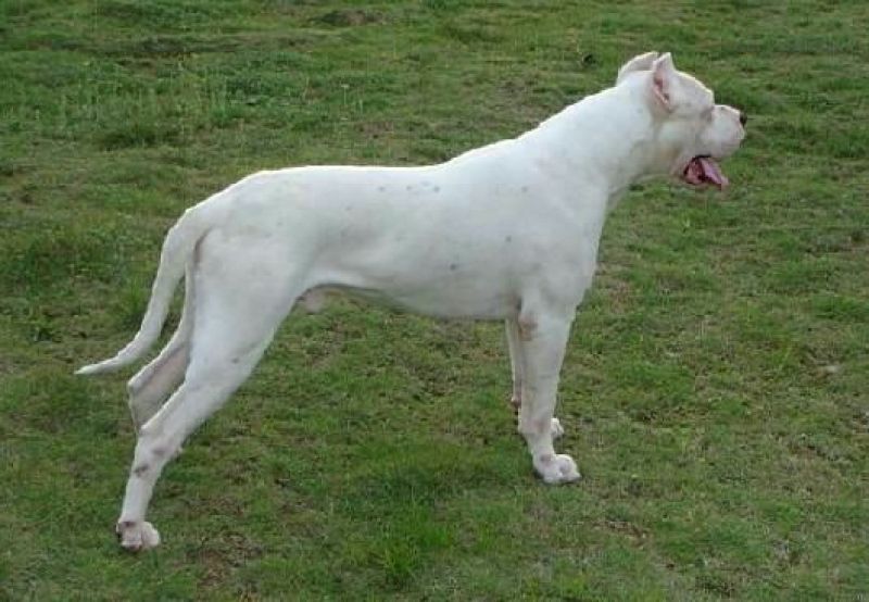 杜高犬母