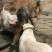 杜高犬母