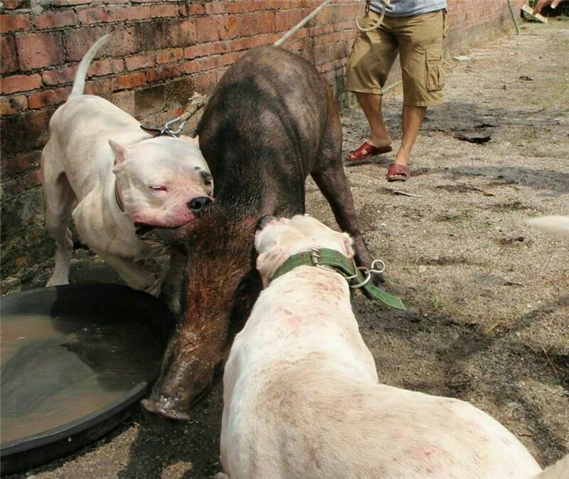 杜高犬母