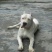 杜高犬母