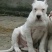 杜高犬母