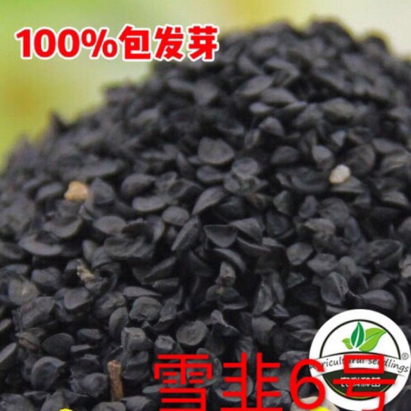雪韭六号散装